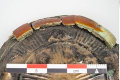 Foto von Bronzegehänge (NHMW-PRAE-026000)